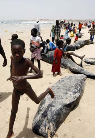 Dead whales