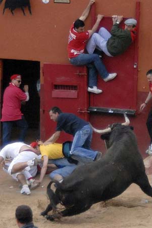 A bull on the run
