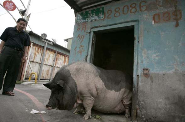 Fat pig