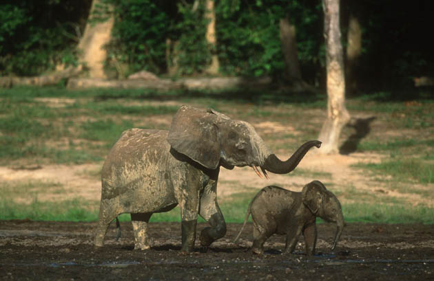 African forest elephant and calf 