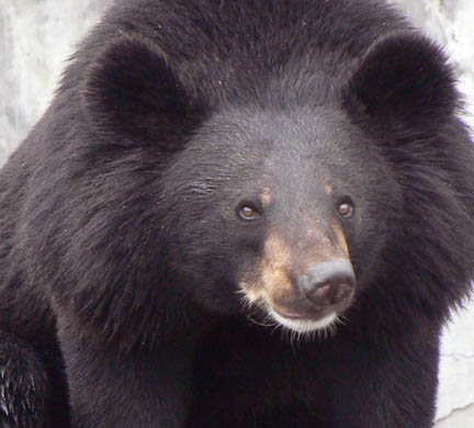 Asiatic-black-bear-C-David--4424.jpg
