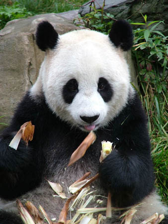 Giant-panda1C-David-Sheppar-8146.jpg