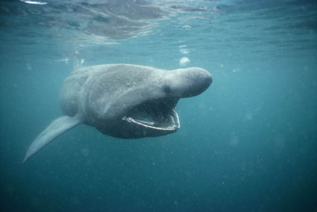 Basking Shark Drawing. View asking gentle giants