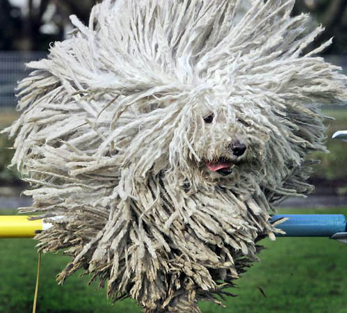 le topic des images droles - Page 2 GD7028839@Hungarian-Puli-sheep--364