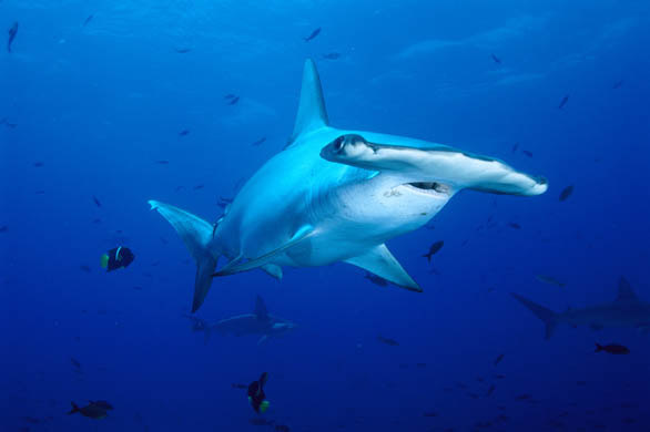 Scalloped hammerhead shark