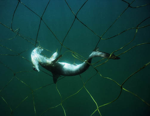 Smooth hammerhead shark