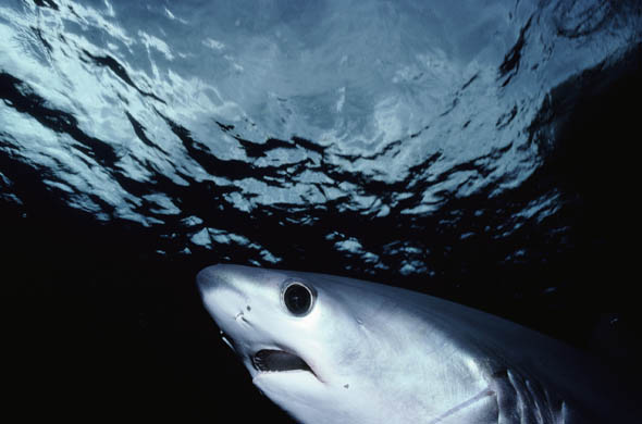 Bigeye thresher shark