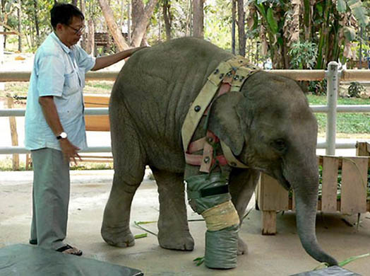 A vet attaches a temporary artificial leg to a female elephant, 'Mocha'