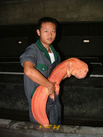 Chinese giant salamander