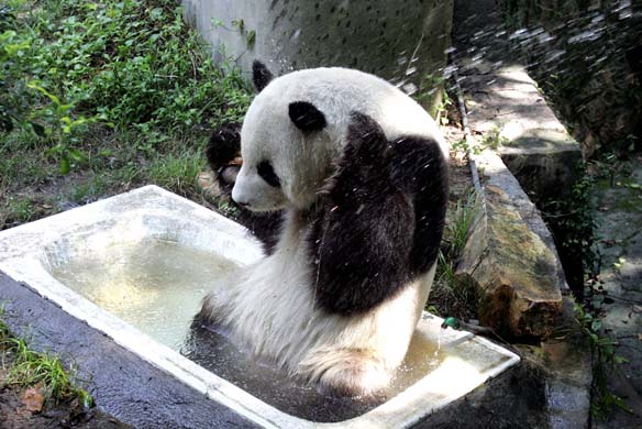 Panda cools off: The week in wildlife