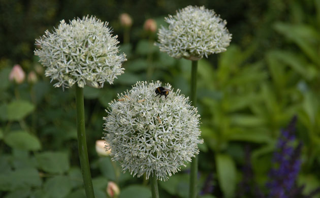 Chelsea Flower Show