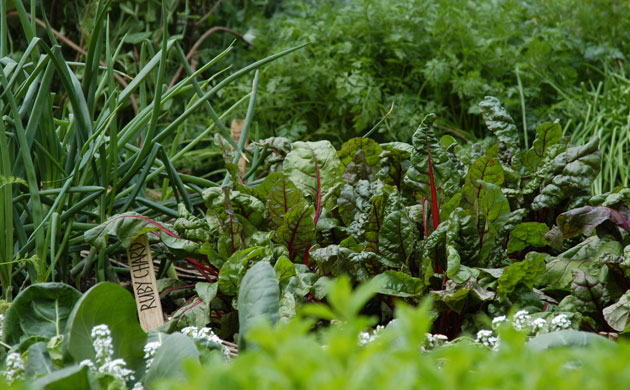 Chelsea Flower Show