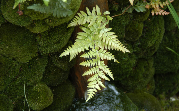 Chelsea Flower Show