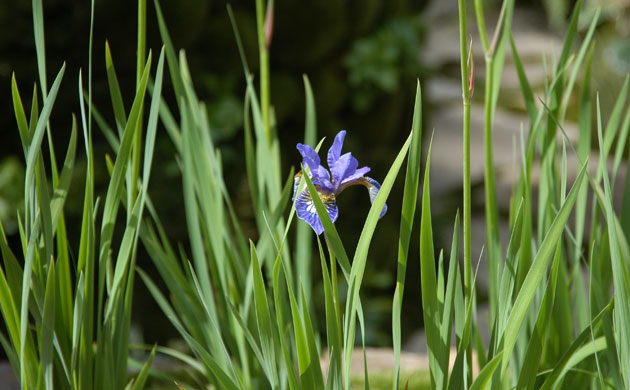 Chelsea Flower Show
