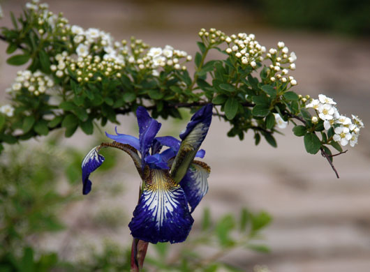 Chelsea Flower Show