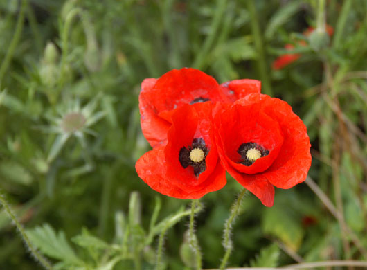 Chelsea Flower Show