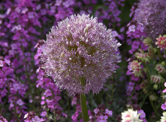 Chelsea Flower Show