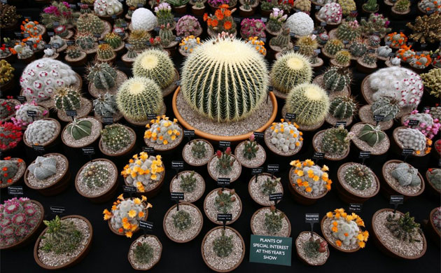 Chelsea Flower Show 2008