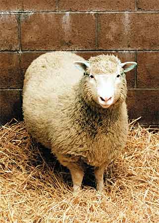Owca Dolly - pierwsze sklonowane zwierzę