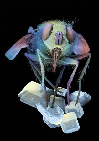 fly on sugar crystals