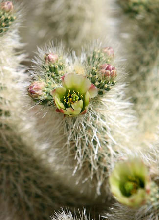 Joshua Tree National Park, US: A cactus in Cholla Cactus garden