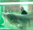 Damien Hirst: Beyond Belief, White Cube, London