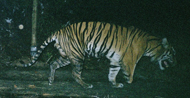 Three-legged Sumatran tiger