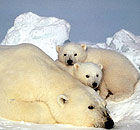 Polar bears