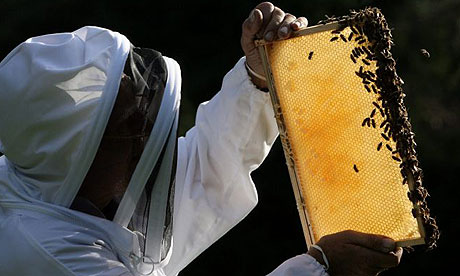 Ten things to do to help honeybees