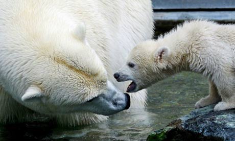 Wilbaer the polar bear