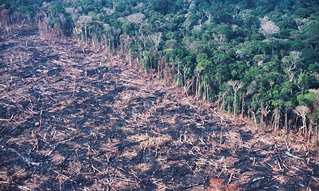 Deforestation