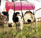 Methane cows