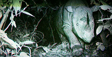 A Sumatran rhinoceros is captured on a remote video camera set up in the jungles of Malaysian Borneo.