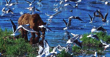 Grizzly bear fishes for salmon