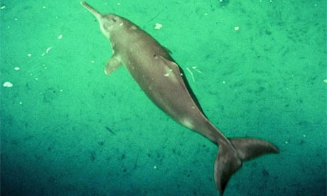 The endangered Yangtze dolphin. Photograph: Stephen Leatherwood/Press Association