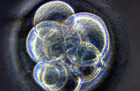 Britain's first cloned embryo created by Newcastle Uni team