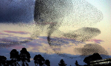 http://image.guim.co.uk/sys-images/Guardian/Pix/pictures/2007/11/06/starlings11a.jpg