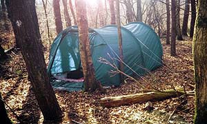 Tent in trees