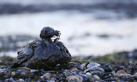 A bird covered in fuel oil