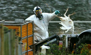 deadly bird flu outbreak