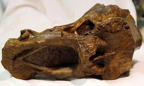 The bone of a Xenoposeidon proneneukus dinosaur