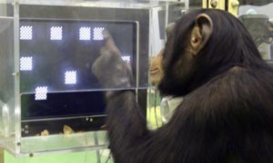 A chimpanzee named Ayumu takes a memory test at the Primate Research Institute in Kyoto, Japan