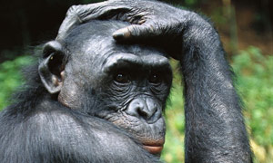 Portrait of a male bonobo chimpanzee (pan paniscus) at ABC Sanctuary in the Democratic Republic of the Congo.