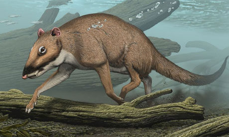 Indohyus