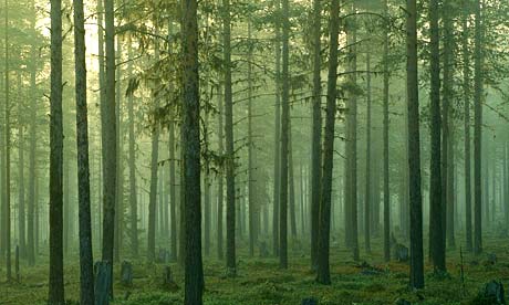 Forest managed for timber near Jokkmokk, Sweden