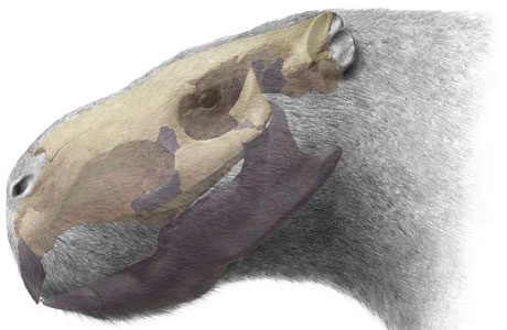 Artist's reconstruction of the one-tonne beast, showing the fossil in light grey 