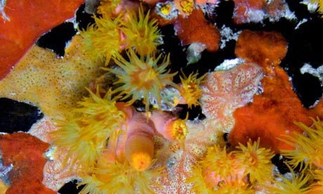 A coral reef in Bonaire