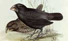Darwin’s finches - the Guardian