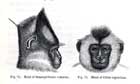 Drawing of monkeys from Darwin's The Zoology of the Voyage of HMS Beagle