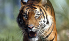 Sumatran Tiger
